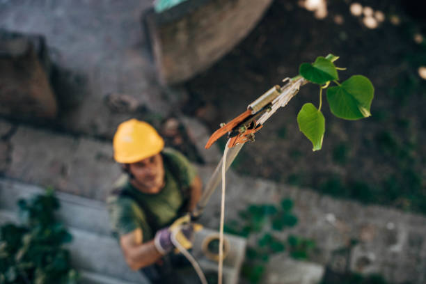 How Our Tree Care Process Works  in  Mcleansville, NC