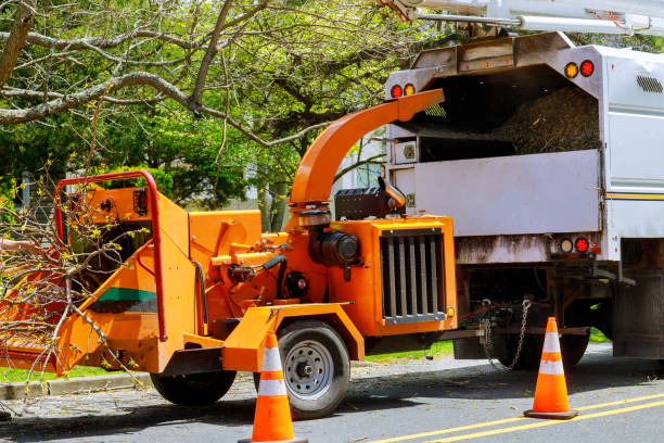 Mcleansville, NC Tree Care Services Company